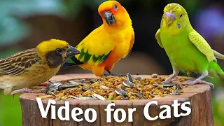 Best For Cats: 1 Hour Of Colorful Squirrels And Birds Fun For Cats To Watch - Video For Cats