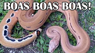 NICEST SCORIA BOA?