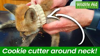 Fox cub rescued with PLASTIC RING stuck around his neck!