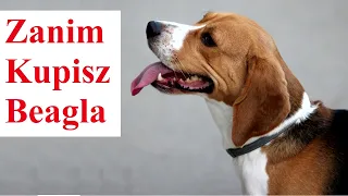 Zanim Kupisz BEAGLA