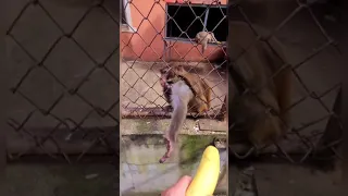 Лучше не злить эту обезьяну🐒