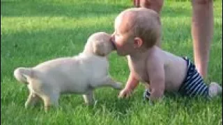 Nanny Dogs (Part 1) 😻 Cute Dogs Playing with Babies [Funny Pets]