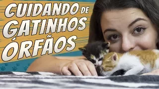 Gatinhos Órfãos | Um guia - Simba e Nala