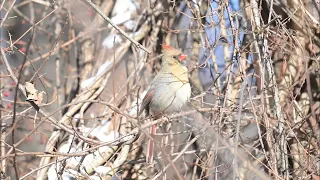 Female Northern Cardinal Singing