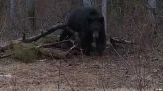 Hunting Brown Bear with Crossbow in Ontario