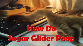 How Do Sugar Glider Poop