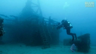 Artificial Reefs:  Shipwrecks become homes for fish!