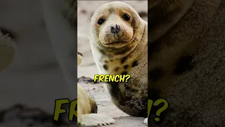 Funny English to French Translation💀🤣#funny #viral