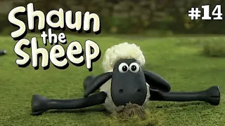 Strumping | Shaun the Sheep S1 Episodes 14 | سترومبينغ