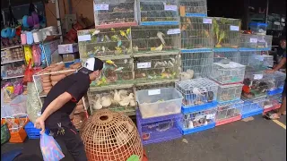 Chatuchak Market ( Pets Zone ) Bangkok Thailand AUG 2022