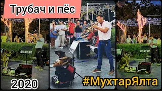 Мухтар Ялта. Трубач и поющий пес! Поющая собака. Trumpeter & Singing Dog. Yalta 2020