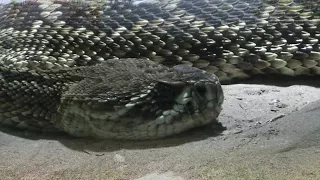 Rattlesnake bites man trying to kiss it