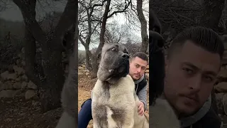 WOLF KILLER TURKISH KANGAL DOG || AWildWood #kangalshepherddog