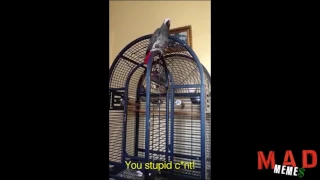 Cursing swearing parrots and cockatoos compilation