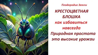 Природная истинная простота в грядках /крестоцветная блошка уйдет №494/24