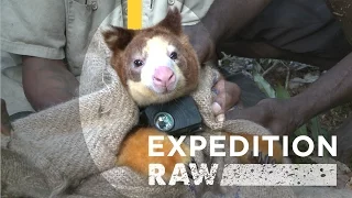 Real-Life Teddy Bears of the Rain Forest | Expedition Raw