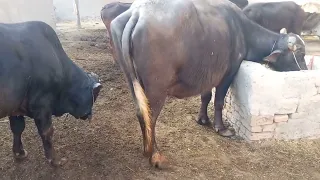 natural animal meeting|cow bull and buffalo|#hybridmating|#crossmeetingbull