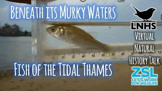 Beneath its Murky Waters: Fish of the Tidal Thames