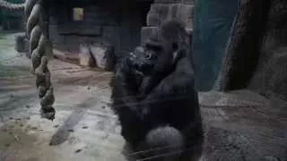 Московский зоопарк: гориллы
