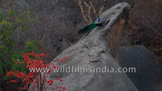 Peacock and Flame of the Forest