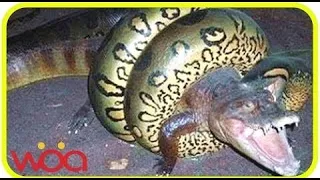 Giant Python Vs. Alligator Real Fight