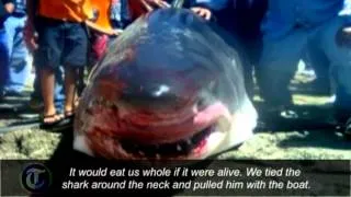 Great white shark caught in Mexico