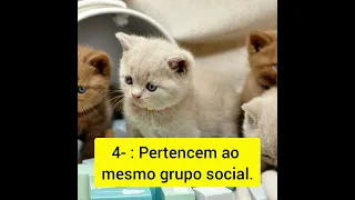 Por que os gatos gostam de dormir nos pés? - 5 motivos!