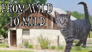 Taming a Feral Barn Cat