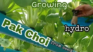 #Pak_Choi_Vegetable #Growing_Pak_Choi #Hydroponics