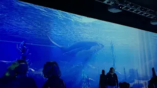 Ocean life on screen