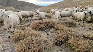 Yaşamaksa yaşadım say AHA GELDİM GİDİYORUM  ( Türkülerin çobanı TARIK KARA )