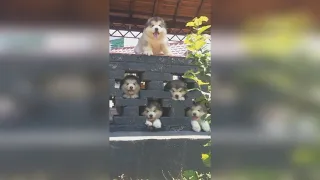 Милые и смешные щенки ТикТок /Cute puppies Funny TikTok