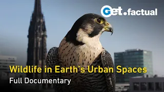 Urban Jungle: The Wildlife of the World's Cities - Full Nature Documentary