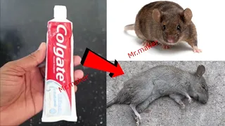 MAGIC COLGATE || How To Kill Rats Within 15 minutes || Home Remedy || Magic Ingredient | Mr. Maker