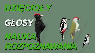Dzięcioły polskie najpopularniejsze #polskawieś  #education   #ptakipolski #śpiewptaków #ptaki