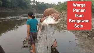 Panen ikan Mabok di Sungai Bengawan Solo (Baladu)