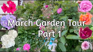 March Garden Tour of my Houston Suburban Garden - Part1