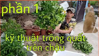 Kỹ thuật và cách trồng chăm sóc quất chậu phần 1