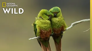 Birds Battle For Territory in Chile | Nat Geo Wild