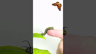 Caterpillars eat a whole plant #greentimelapse #gtl #timelapse