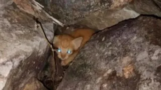 Истощенный котенок отчаянно пищал, сидя среди камней, только посмотри кто пришёл на помощь