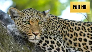 Ultimate Wild Animals Collection in ULTRA HD with Forest Relaxing Music