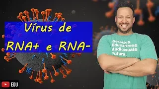 Vírus de Cadeia Positiva e Negativa (RNA+ e RNA-) - Biologia com o Tubarão