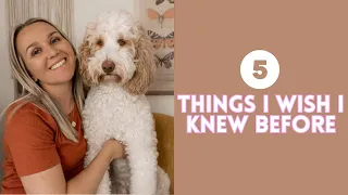 5 Things I Wish I Knew BEFORE Getting An Aussiedoodle