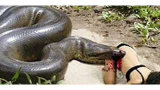 Anaconda Attacks Human - Giant Anaconda Attacks Human Biggest Python Snake