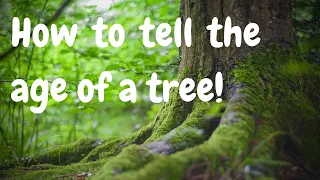 How to tell the age of a tree!
