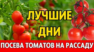 Когда сеять томаты В ФЕВРАЛЕ 2024 года. Посевной календарь февраль 2024