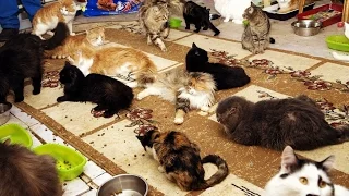 Кошки.Трогательный ролик о кошках,которым нужен дом. г.Новосибирск