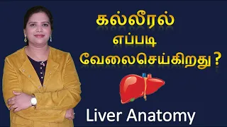Structure of Human Liver - How Liver Works?