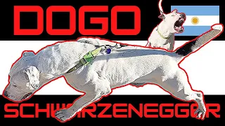 Muscular Dogo Argentino terrorizes Doberman housemate - Fixing the core problem.